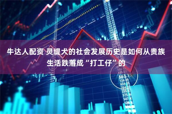 牛达人配资 灵缇犬的社会发展历史是如何从贵族生活跌落成“打工仔”的
