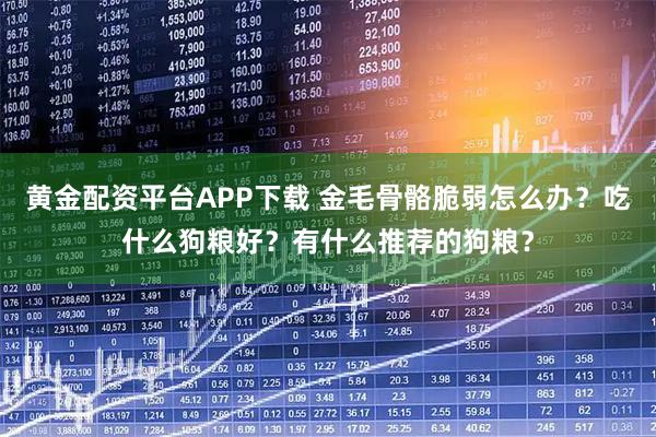 黄金配资平台APP下载 金毛骨骼脆弱怎么办？吃什么狗粮好？有什么推荐的狗粮？